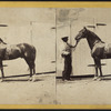 Celelbrated Stallion 'TIPPOSAIB.'