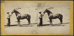Celelbrated Stallion 'TIPPOSAIB.'