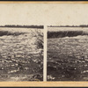 Niagara. The Horse Shoe Fall, from above Table Rock.
