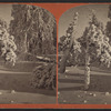 Sunlight & shadow, Luna Island, winter.