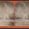 Winter scenery in Prospect Park.