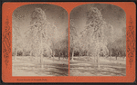 Winter scenery in Prospect Park.