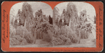 Stereoscopic views of Niagara Falls.