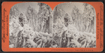 Congealed spray (Luna Island), Niagara Falls, N.Y., U.S.A. [Tree limbs covered in ice.]