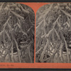 Coral Tree.