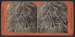 Coral Tree.