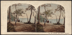Scene on Goat Island.