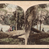 Scene on Luna Island, Niagara.