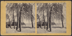 Winter view of trees and river, Niagara.