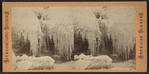 Ice and snow hanging from trees.
