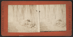 Ice view, Niagara.