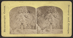 Niagara in winter. [Trees covered in snow.]