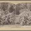 Winter scene at Niagara.