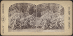 Winter scene at Niagara.