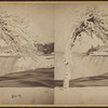 Niagara Falls. [Winter view, with ice-covered tree in foreground.]