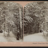 Niagara, forest vista, Goat Island.