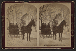 Sleigh ride in Prospect Park.