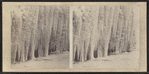 Below Niagara in winter. [Icicles.]