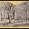 Niagara in winter, near the falls. [View of ice-covered trees.]
