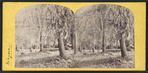 Niagara in winter, near the falls. [View of ice-covered trees.]
