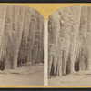 Niagara, the icicles.