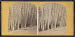 Niagara, the icicles.