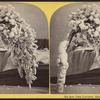 The Lover's Shade Tree, Niagara.