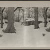 [Squirrels in Central Park snow.]