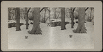 Squirrels in Central Park snow.