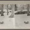 [A Squirrel in Central Park snow.]