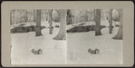 A Squirrel in Central Park snow