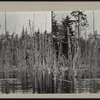 [Pine wetlands in Adirondack region.]