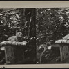 Cat atop pillow on a tree stump.