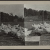 Flock of chickens.