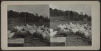 Flock of chickens.