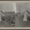 Woman looking at flowers.
