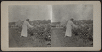 Woman looking at flowers.