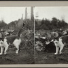 Cat standing in a field.