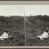 Cat lying in a field.