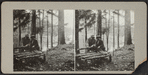 Couple posing on a log bench.