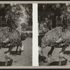 Ostriches in their pen.