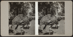 Ostriches in their pen.