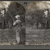 Summer spraying in apple orchard, Hilton, N.Y.