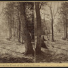 View of the Grove at the front of the Laurel House, Catskill Mts. N.Y.