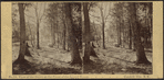 View of the Grove at the front of the Laurel House, Catskill Mts. N.Y.