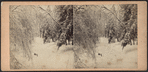 Ice and snow scene in the Catskills.