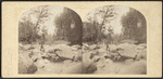 View in the Kauterskill Glove, Catskill Mountains.