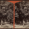 View of a man standing by stream and looking up at trees.