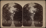 Tree-lined pathway to a church, Canandaigua.