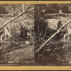 Walking stick fall, Rockland Co., N.Y.